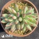 Pachyphytum Second Generation Consort Yu Double Head