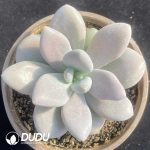 Pachyphytum Original Consort Yu Clustering