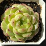 Echeveria Green Tea