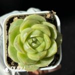 Echeveria Jade Stamen