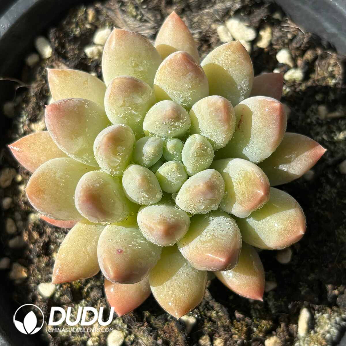 e201-1388.jpg Pachyphytum Milk Bottle - Image 1