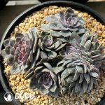 Echeveria Anna Cristata