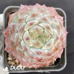 Echeveria Apparition