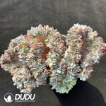 Echeveria Original Crabapple Cristata