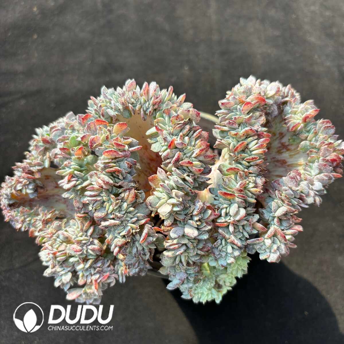 e201-1390.jpg Echeveria Original Crabapple Cristata - Image 1