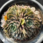 Echeveria Madame Rose Cristata