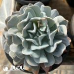 Echeveria Snow Special