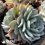 Echeveria Snow Special Double Head