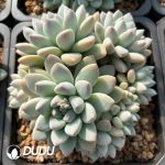 Pachyphytum Broadleaf Milk Candy