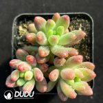 Sedum Ice Sevilla Clustering