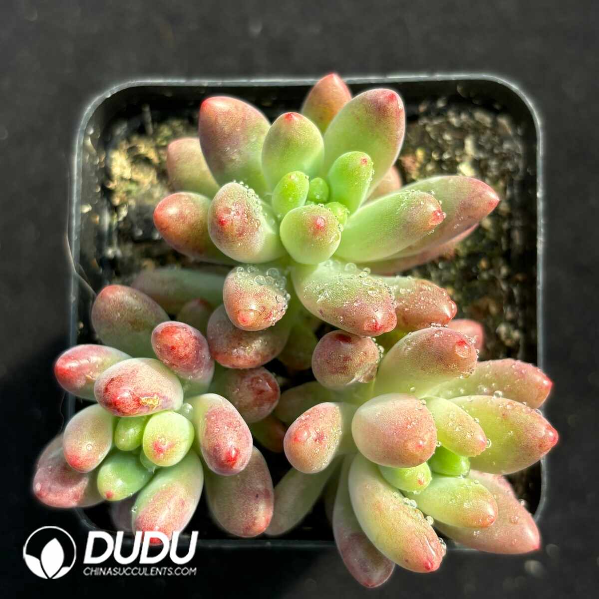 e201-1395.jpg Sedum Ice Sevilla Clustering - Image 1