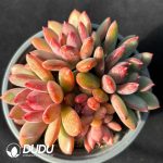 Pachyphytum Auspicious Cloud