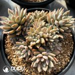 Echeveria Helios Clustering