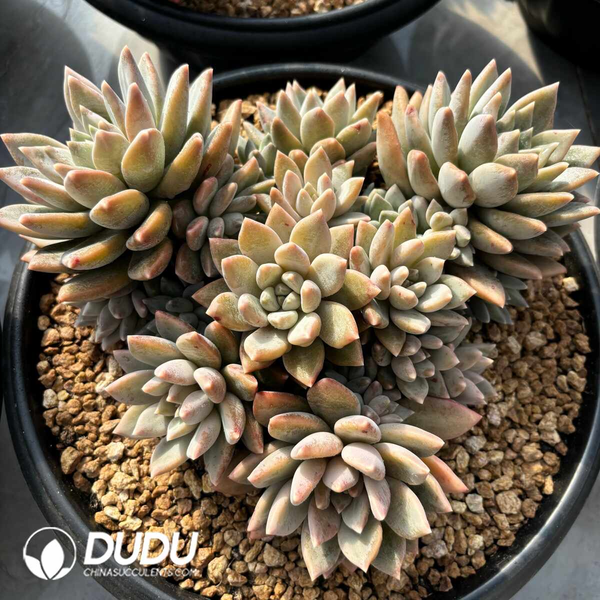 e201-1397.jpg Echeveria Helios Clustering - Image 1