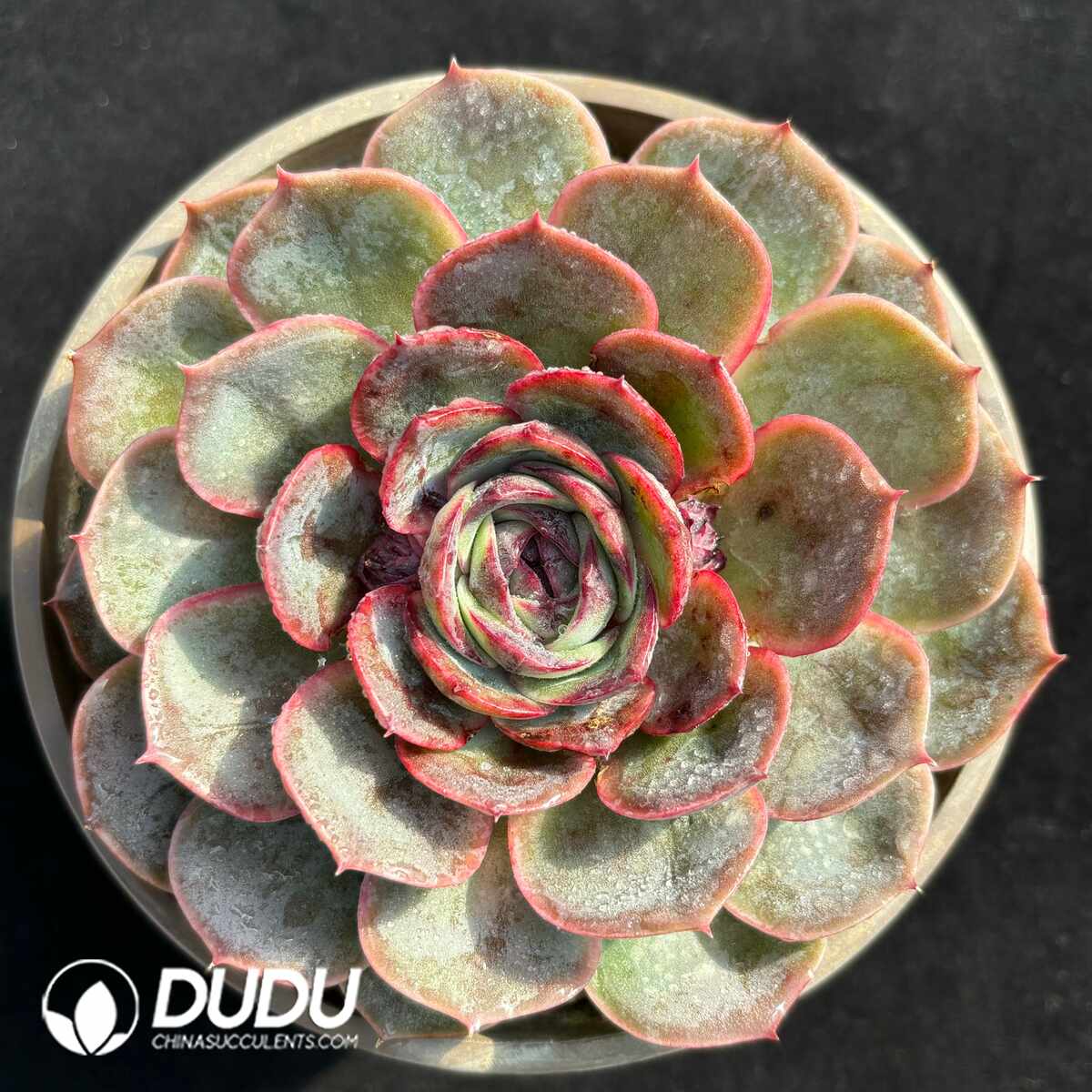 e201-1398.jpg Echeveria Black Rose Onslow - Image 1