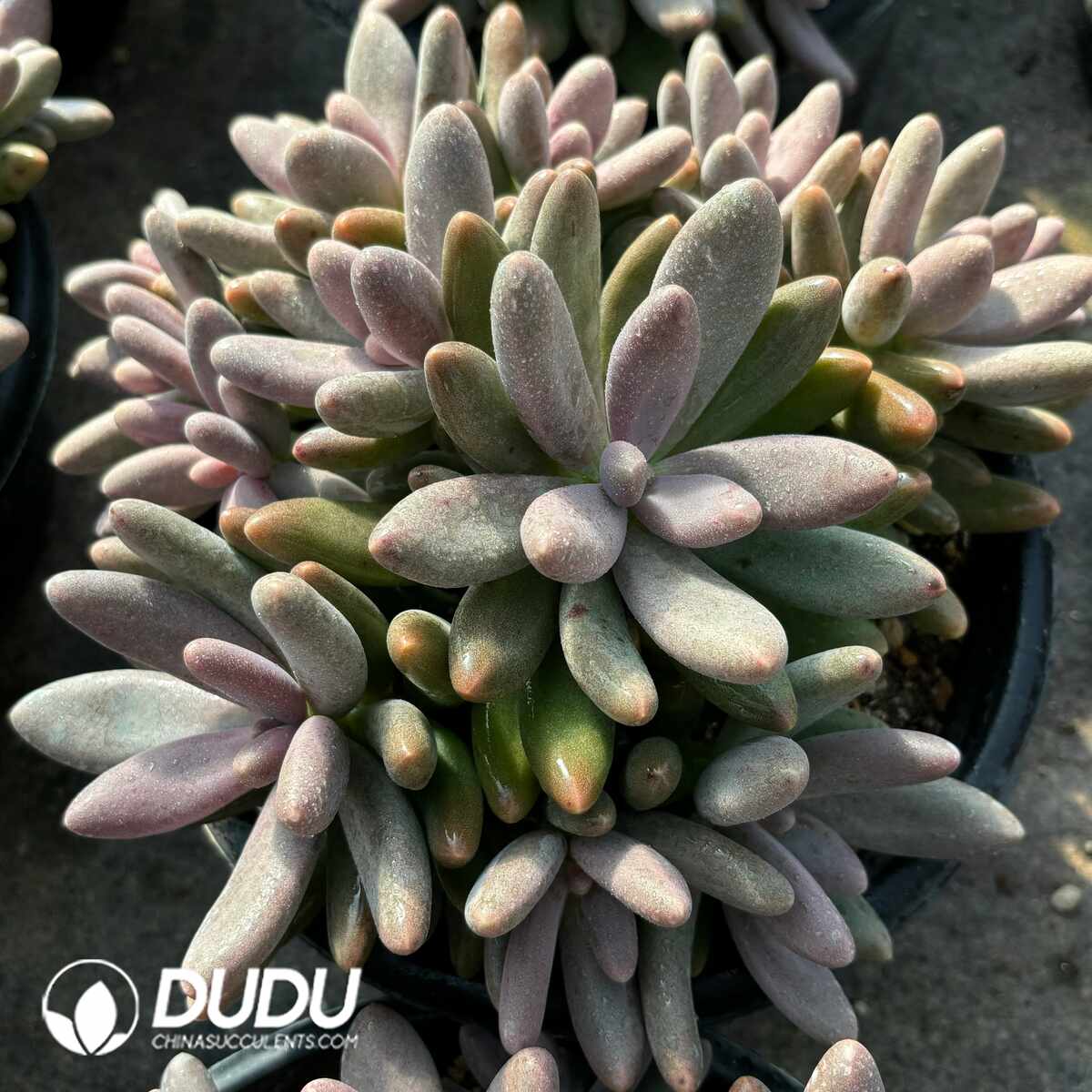 e201-1399.jpg Pachyphytum Candy Beauty Clustering - Image 1