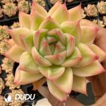 Echeveria Bangkok Little Palace