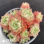 Echeveria Red Wine Peach
