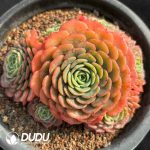 Echeveria Baby Surprise Clustering