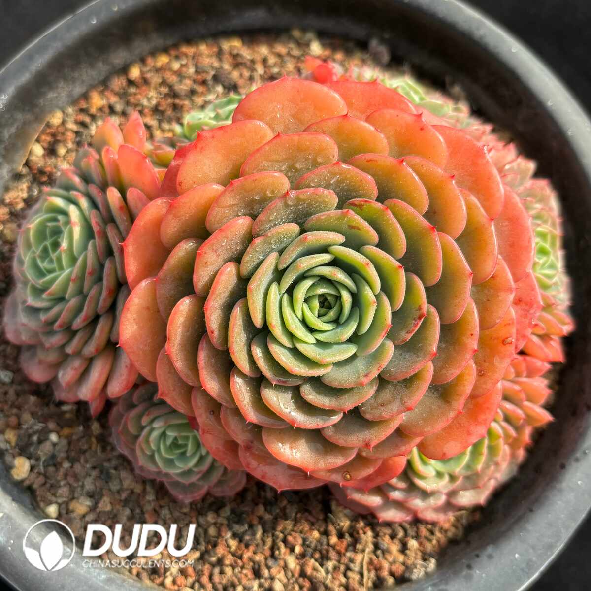 e201-1400.jpg Echeveria Baby Surprise Clustering - Image 1