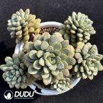 Echeveria Grape Clustering