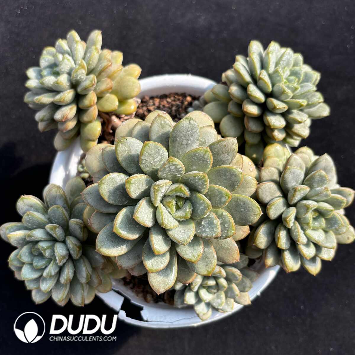 e201-1401.jpg Echeveria Grape Clustering - Image 1