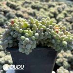 Graptopetalum Glutinous Rice Ball Cristata