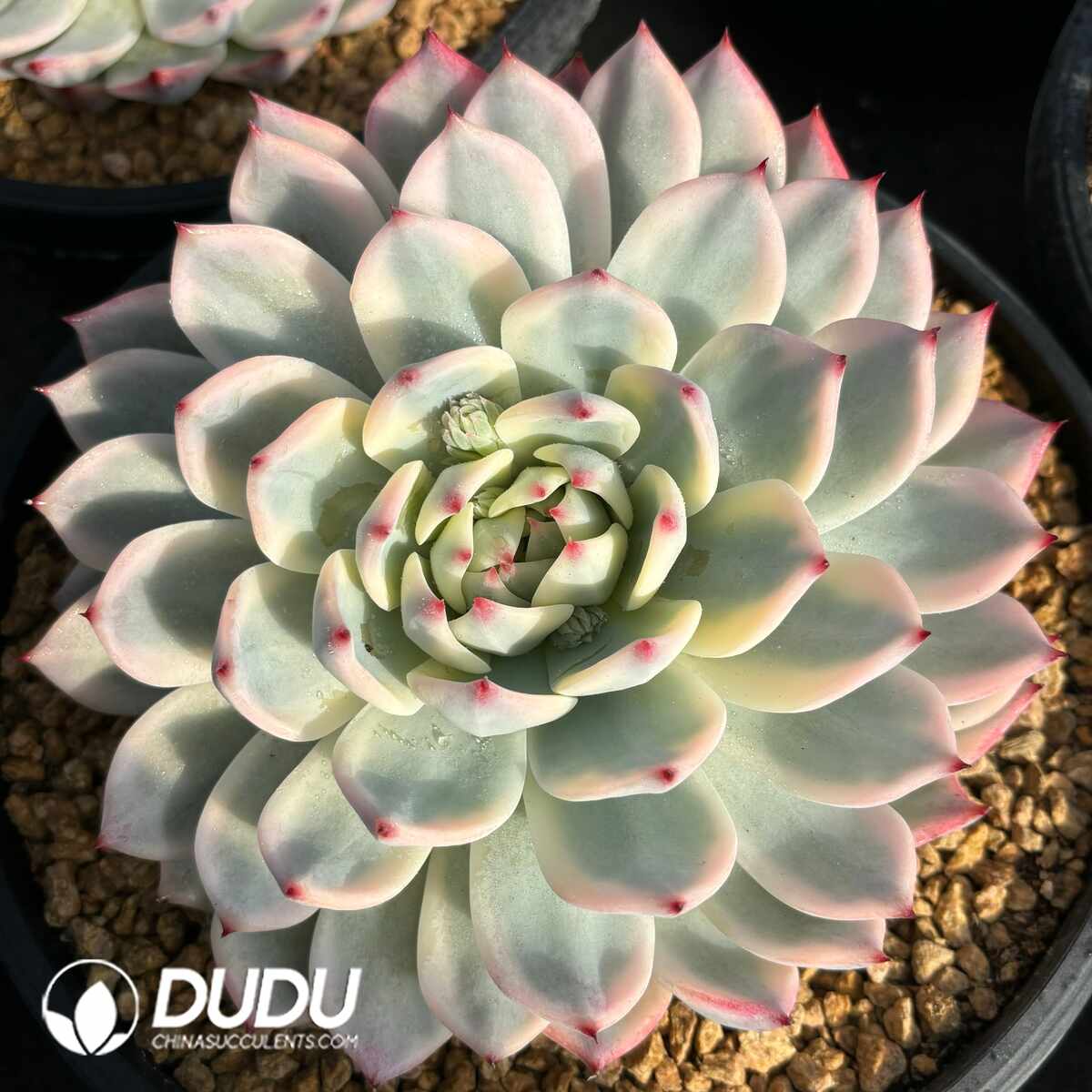 e201-1403.jpg Echeveria Chihuahuaensis Variegated - Image 1