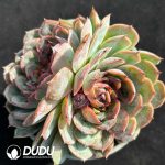 Echeveria Black Rose Onslow Double Head