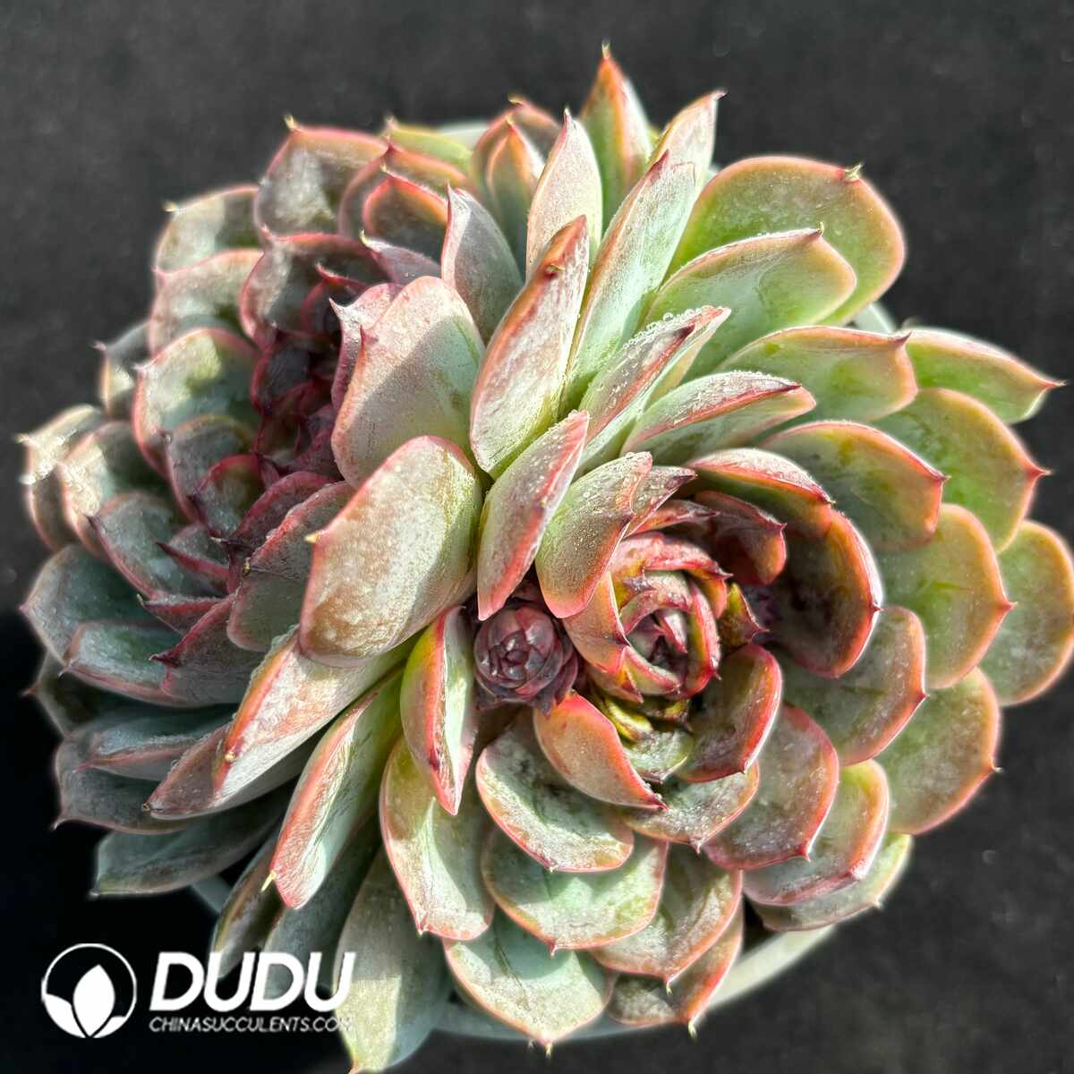 e201-1404.jpg Echeveria Black Rose Onslow Double Head - Image 1