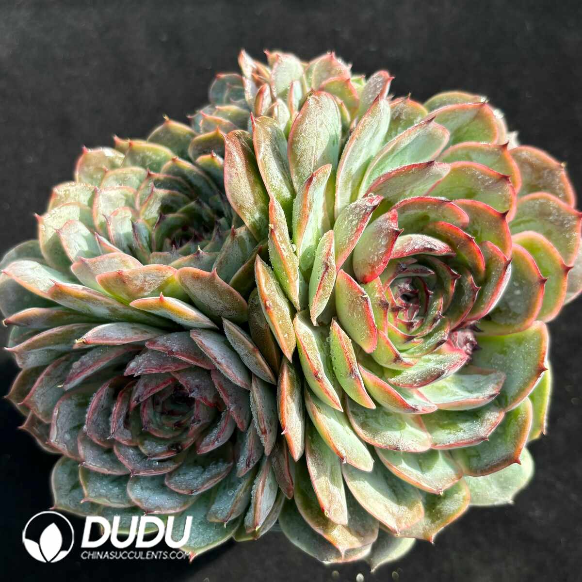 e201-1405.jpg Echeveria Black Rose Onslow Clustering - Image 1