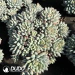 Pachyphytum Bright Pearl