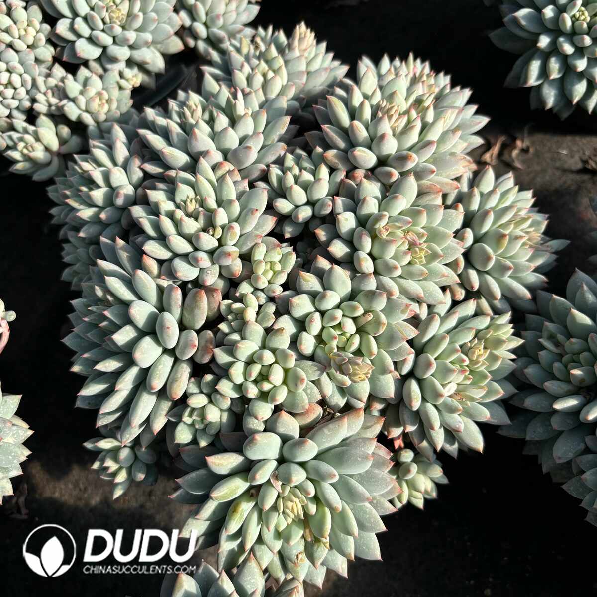 e201-1407.jpg Pachyphytum Bright Pearl - Image 1