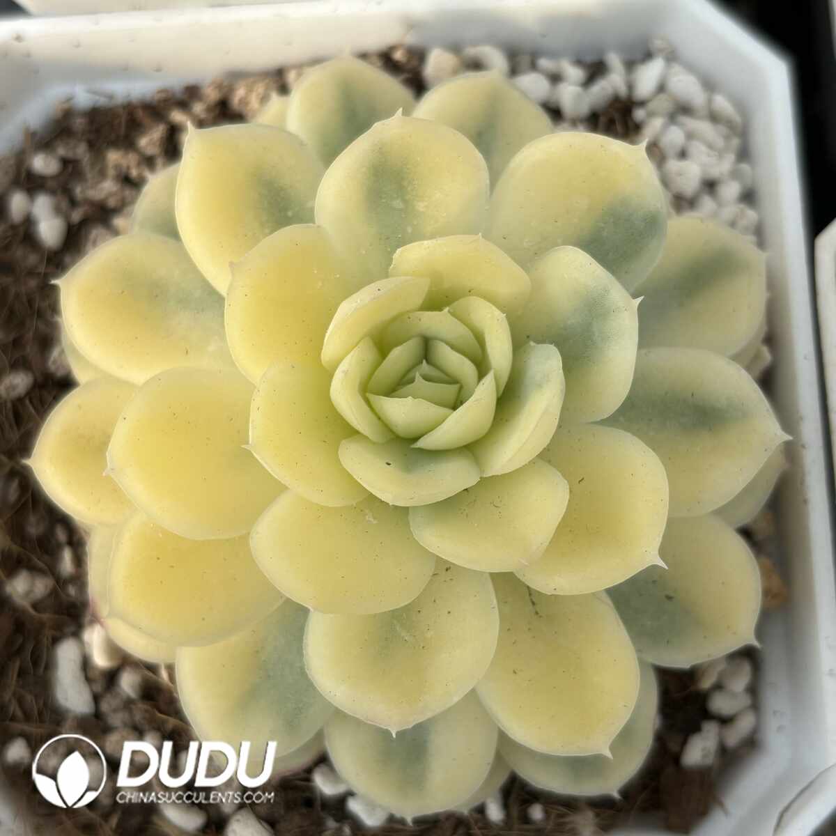 e201-1408.jpg Echeveria Strawberry ice Variegated - Image 1