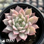 Echeveria Tippy Variegated