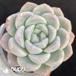 Echeveria Jade Butterfly