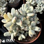 Cotyledon Orbiculata Round Leaf Variegated Clustering