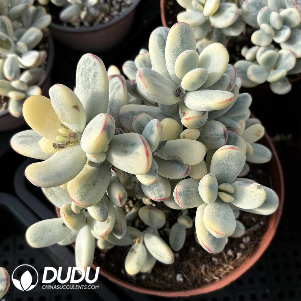 e201-1410.jpg Cotyledon Orbiculata Round Leaf Variegated Clustering - Image 1