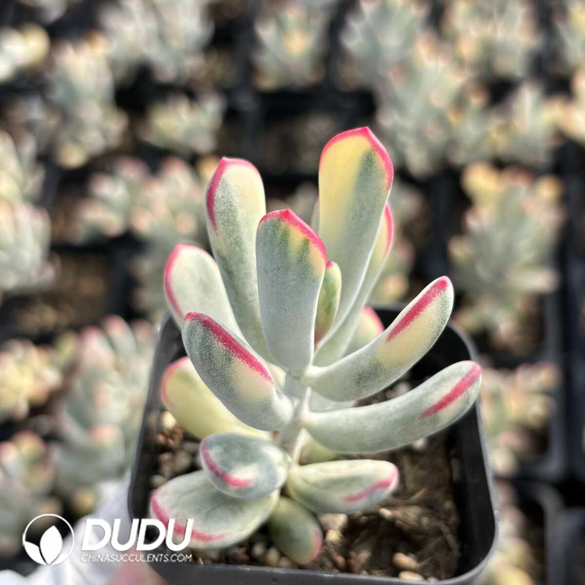 e201-1411.jpg Cotyledon orbiculata cv. Long Leaf Variegated - Image 1