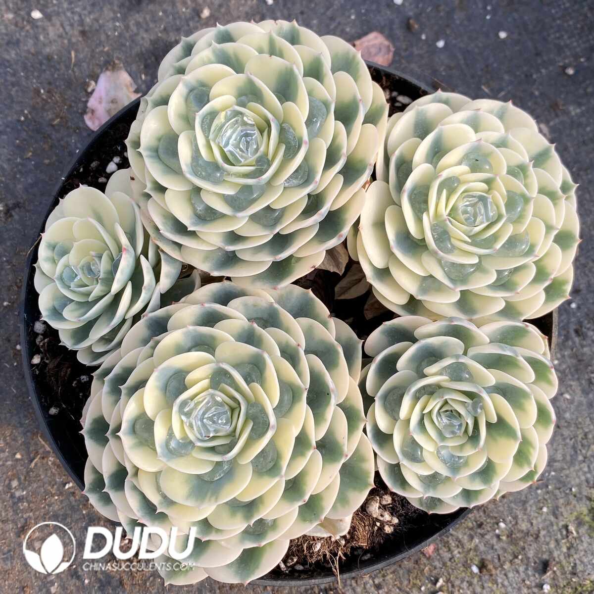 e201-1412.jpg Echeveria Lenore Dean Variegated Clustering - Image 1