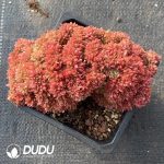 Echeveria Longissima Cristata