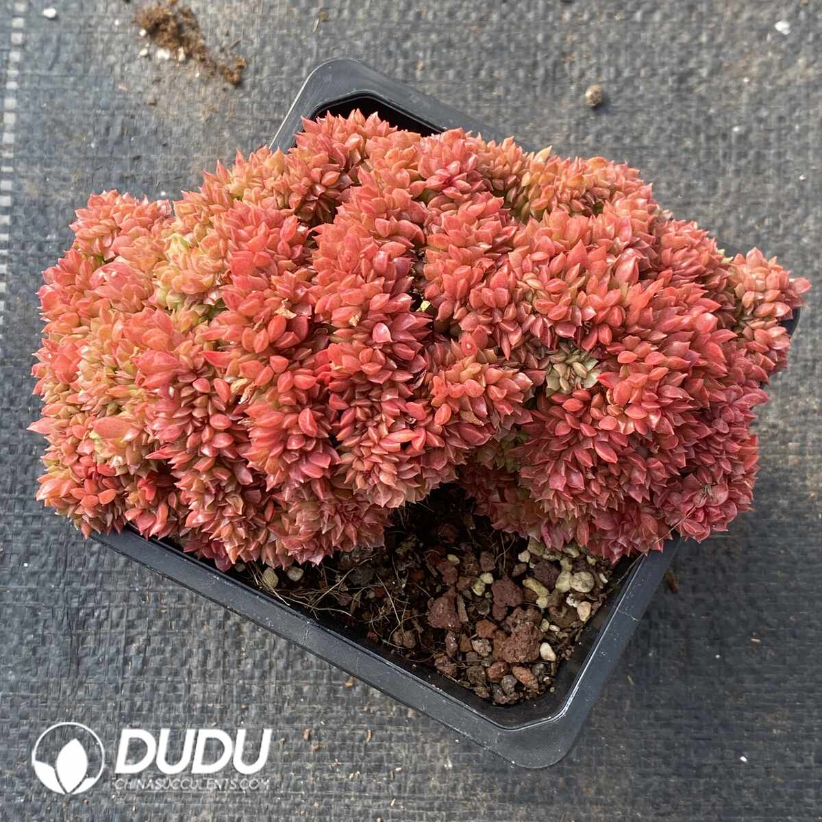 e201-1413.jpg Echeveria Longissima Cristata - Image 1