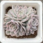 Echeveria Snowball Variegated Clustering