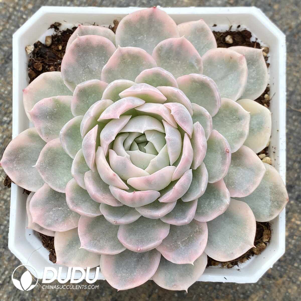 e201-1415.jpg Echeveria Snowball Variegated - Image 1