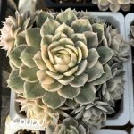 Echeveria Onslow Variegated Clustering