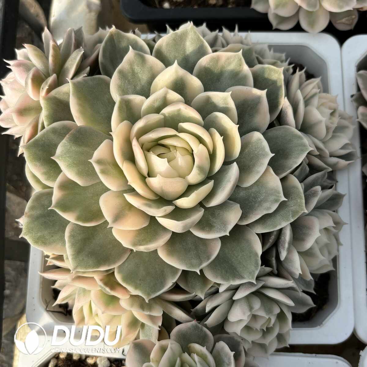 e201-1416.jpg Echeveria Onslow Variegated Clustering - Image 1