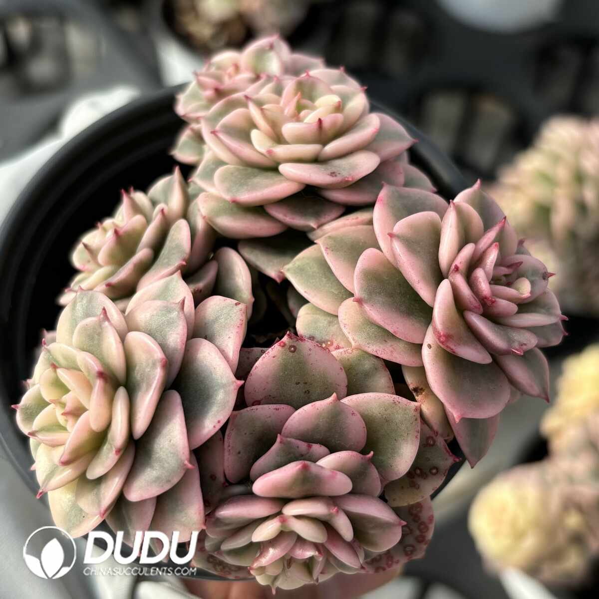 e201-1417.jpg Echeveria Rolly Variegated Clustering - Image 1