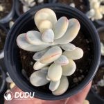 Cotyledon Orbiculata Round Leaf Variegated (1-2 Head)