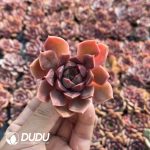 72pcs Echeveria Oney Seedlings