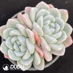 Echeveria Jade Butterfly Double Heads